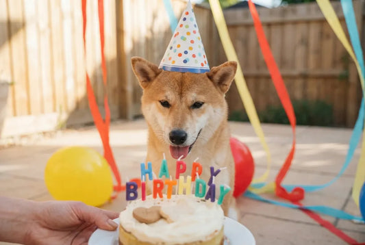Dog birthday gift ideas — celebrate your pup's special day with a custom keepsake from Furfond