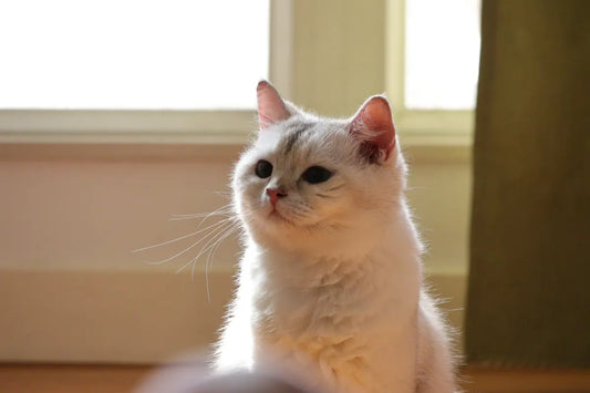 Taking the perfect pet photo for a custom portrait — tips from Furfond artists
